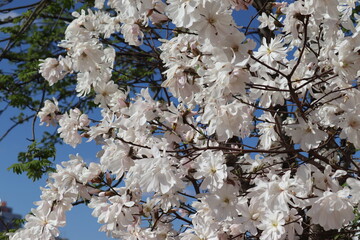 White flower of Magnolia stellata or Star magnolia in early spring garden © kazakovmaksim
