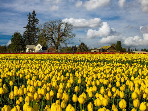 A farm house and barnon the edge of a yellow and red tulip fiels near Woodburn Oregon