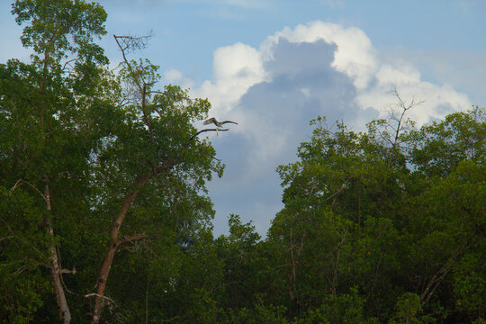 A bird tries to swallow a large fish at the mouth of the Yeguada River in Miches, Dominican Republic