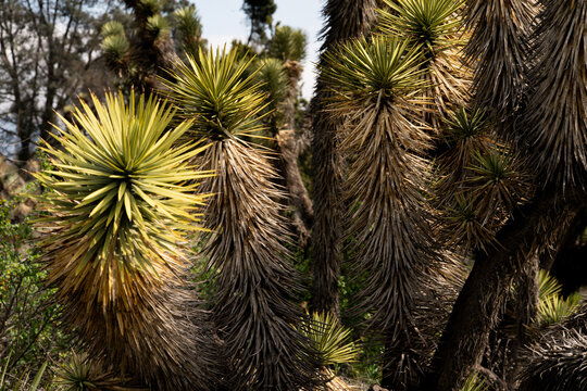 Close-up of a Joshua Tree with spiky leaves and dry, fibrous bark