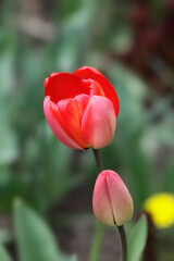 Naklejka premium Colorful spring plants in garden