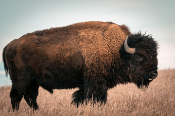 American Bison in Great Plains © kvincephoto