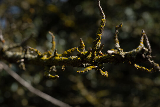 Close-up of a gnarled tree branch covered in vibrant green moss