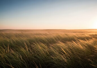 Obraz premium A strong seasonal gust of wind sweeps across an open field, creating movement and energy in the flowing grasses and landscape, environment, breeze, turbulent