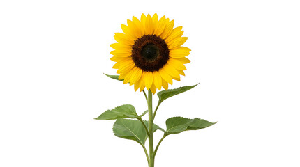 Obraz premium A vibrant sunflower stands tall, radiating warmth and beauty, perfect for evoking a sense of joy and happiness
