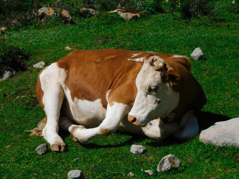 Resting Brown White Simmental Cow Lying on Alpine Green Mountain Pasture