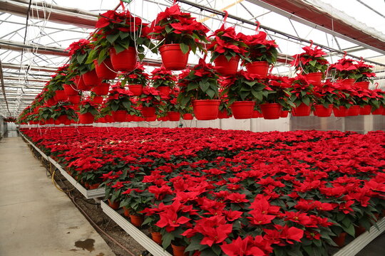 A vibrant greenhouse filled with blooming red poinsettias, arranged in neat rows under soft natural light. The festive plants create a warm holiday atmosphere, showcasing their rich red leaves.