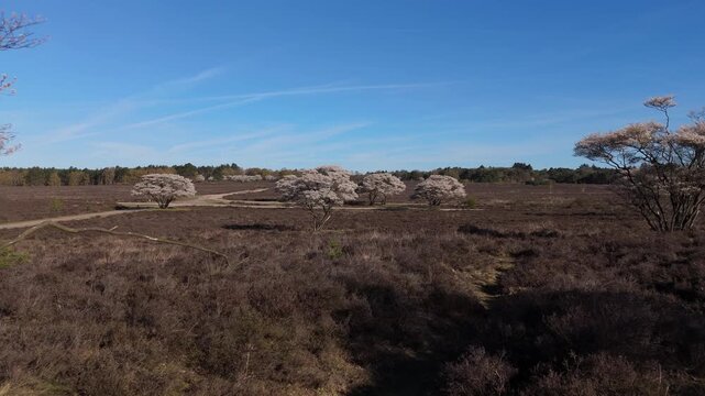 Spring Blossom on Hilversum Heath Aerial