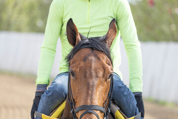 Obraz premium Close-up of a Thoroughbred racehorse's face with a centered rider.