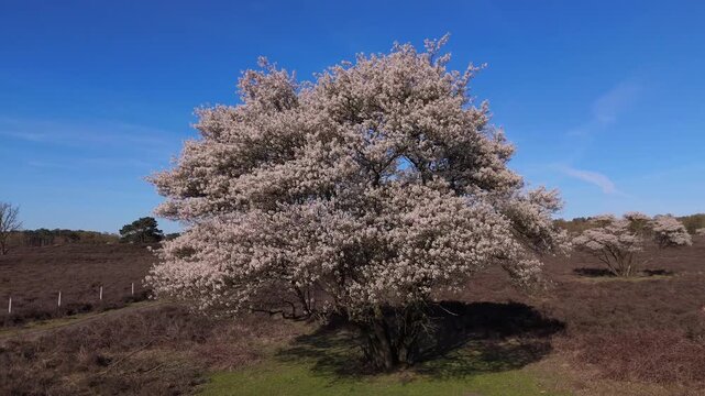 Orbiting Shot of a Single Blooming Juneberry