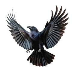 Obraz premium A black raven with wings fully spread flying against a white background