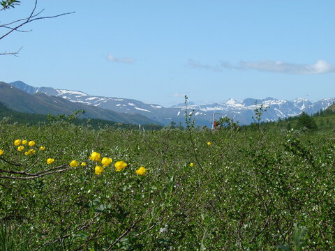 Meadow with yellow wildflowers in the mountains of the Northern Urals 