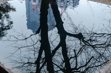 Skyscraper and Tree Reflection in a Puddle © vadiml