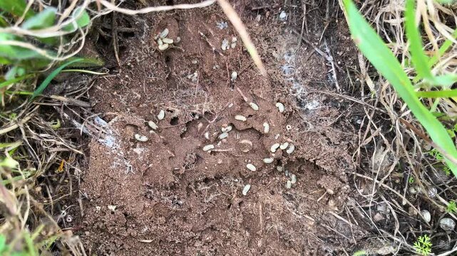 The frantic activity of ants carrying their eggs and larvae in underground nests. A macro perspective on colony life and cooperation from nature&rsquo;s hidden world.