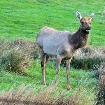 Female tule elk cow (Cervus canadensis nannodes) standing alert in coastal grassland with tussock grasses and copy space at Tomales Point Tule Elk Reserve, Point Reyes National Seashore, California