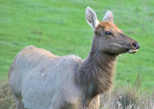 Female tule elk cow (Cervus canadensis nannodes) portrait with alert ears and watchful gaze standing in lush green meadow at Tomales Point Tule Elk Reserve, Point Reyes National Seashore, California