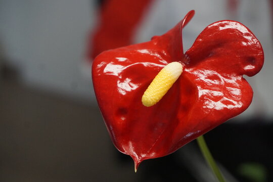 Rote Gladiole 