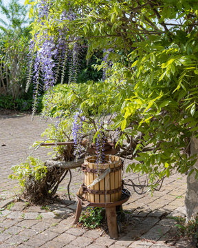 Arredamento da giardino, tino con glicine