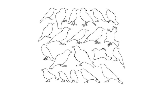 set of birds, birds outline set illustration, PNG transparent background 