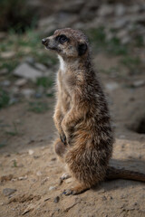 Fototapeta premium Standing meerkat looking around on the ground.