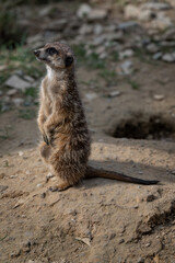 Fototapeta premium Standing meerkat looking around on the ground.
