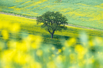 Solitary oak tree standing in a blooming yellow wildflower field with green rolling hills in Val d'Orcia, Tuscany, Italy. Ideal for travel editorial, wellness and mindfulness content © marcodenaro