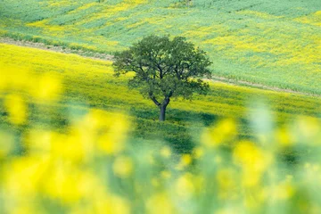 Fotobehang Geel Solitary oak tree standing in a blooming yellow wildflower field with green rolling hills in Val d'Orcia, Tuscany, Italy. Ideal for travel editorial, wellness and mindfulness content  © marcodenaro
