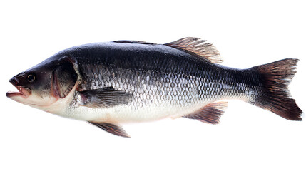 Obraz premium Fresh whole fish on white background for culinary showcases and restaurant branding
