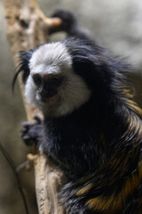 Obraz premium A white-fronted marmoset monkey on a branch.