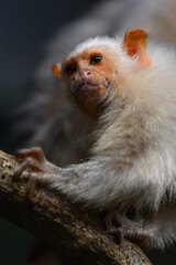 Fototapeta premium A silvery marmoset monkey grooming the fur of another monkey.