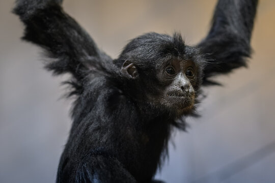 Portrait of a young juvenile siamang monkey kept in captivity.