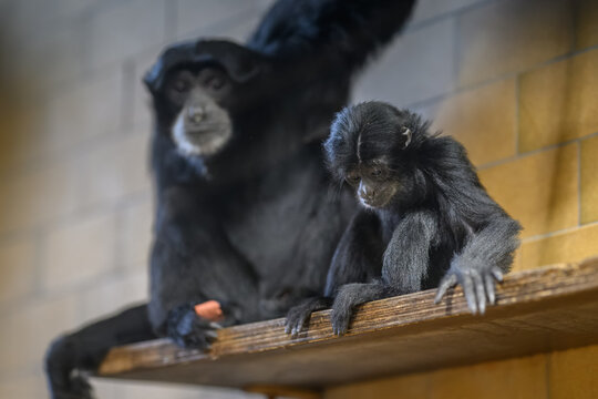 Portrait of a young juvenile siamang monkey kept in captivity.