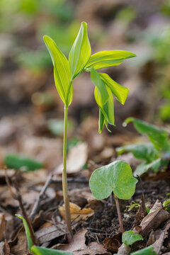 A young shoot of a scented Solomon's seal plant.