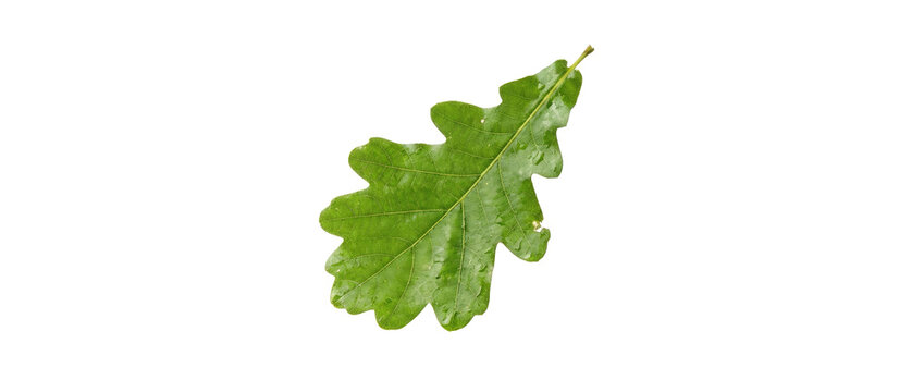 Green Oak Leaf with Water Droplets Isolated on White