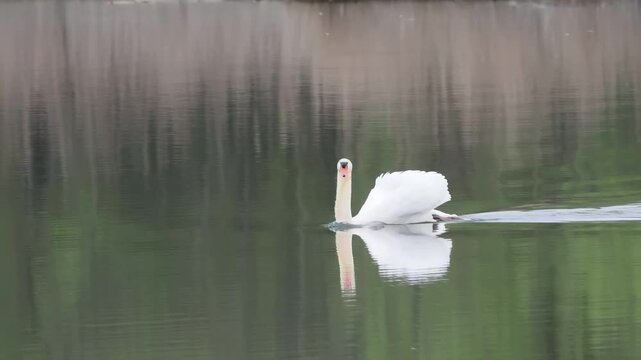 Cygne tubercul&eacute; (Cygnus olor) en parade territoriale sur l&rsquo;eau, ailes d&eacute;ploy&eacute;es, reflet dans un &eacute;tang calme, R&eacute;serve naturelle du Grand-Voyeux