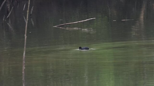 Foulque macroule (Fulica atra) en alimentation dans un &eacute;tang, comportement de nourrissage avec ondes &agrave; la surface de l&rsquo;eau, R&eacute;serve naturelle du Grand-Voyeux