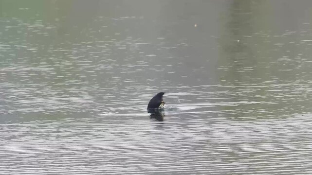 Foulque macroule (Fulica atra) en plong&eacute;e pour s&rsquo;alimenter dans un &eacute;tang, comportement de nourrissage en zone humide, R&eacute;serve naturelle du Grand-Voyeux