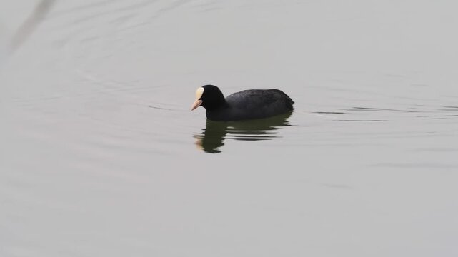 Foulque macroule (Fulica atra) nageant sur eau calme avec reflet, sc&egrave;ne minimaliste en zone humide, R&eacute;serve naturelle du Grand-Voyeux
