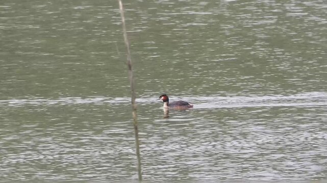 Gr&egrave;be hupp&eacute; (Podiceps cristatus) nageant sur eau calme avec reflet, comportement en zone humide, R&eacute;serve naturelle du Grand-Voyeux
