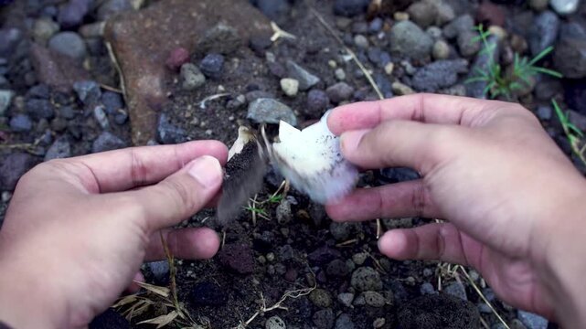 Hands of a researcher examining broken river clam shells on a rocky riverbank in Indonesia, illustrating ecosystem destruction caused by sand mining.
