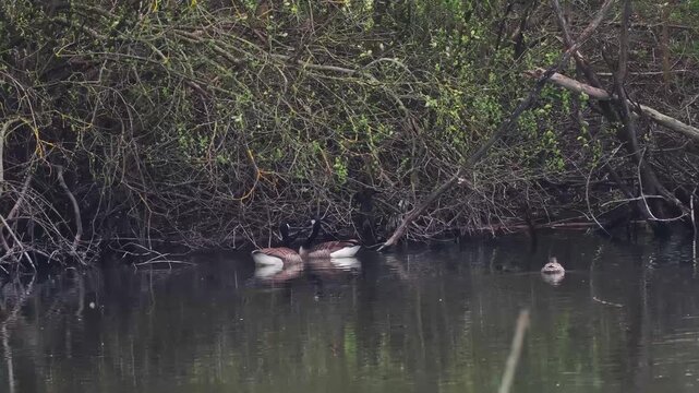 Bernaches du Canada (Branta canadensis) se nourrissant de branches en bordure d&rsquo;eau, comportement d&rsquo;alimentation en zone humide, R&eacute;serve naturelle du Grand-Voyeux