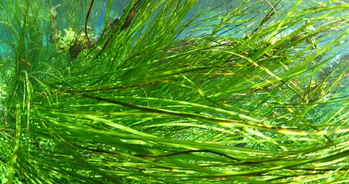 underwater freshwater lake river spring scenery with grasses and algae reflections