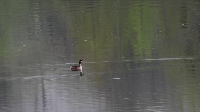 Gr&egrave;be hupp&eacute; (Podiceps cristatus) nageant sur eau calme avec reflet, comportement en zone humide, R&eacute;serve naturelle du Grand-Voyeux