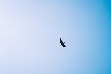 Fototapeta premium eagle in flight