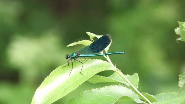 Damselfly resting on leaf in nature