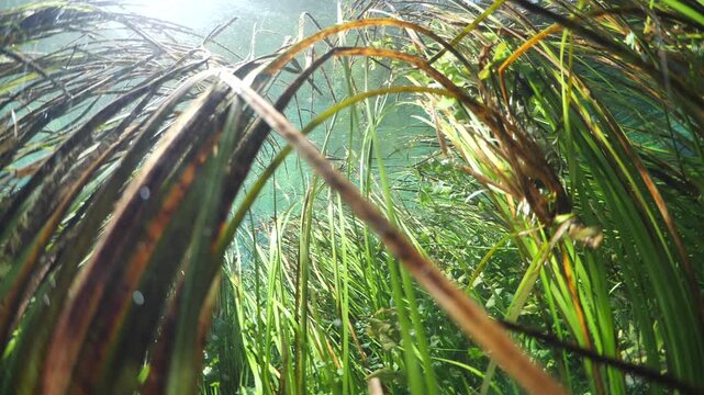 underwater freshwater lake river spring scenery with grasses and algae reflections