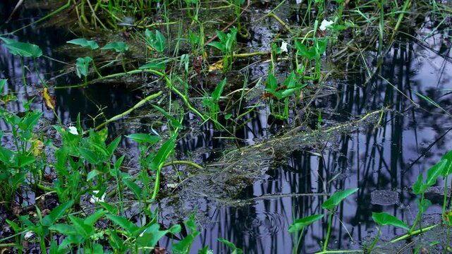 Panning over a heavily polluted swamp with pitch black contaminated water and green aquatic plants, as dragonflies fly above during dusk in Indonesia, Southeast Asia.