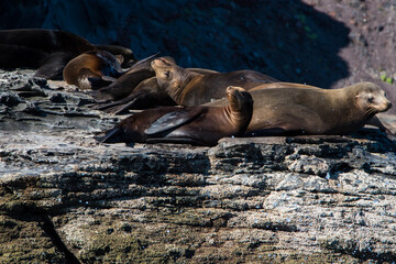Fototapeta premium Seals on the rocky cost of Baja Big Surf Mexico.