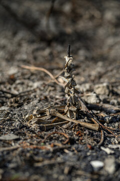 Animal bones arranged on a piece of wood on charred ground outdoors.