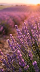 Obraz premium Lavender Flowers Field at Sunset with Soft Focus 